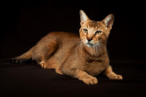 Races de chats hybrides - Chausie Cat