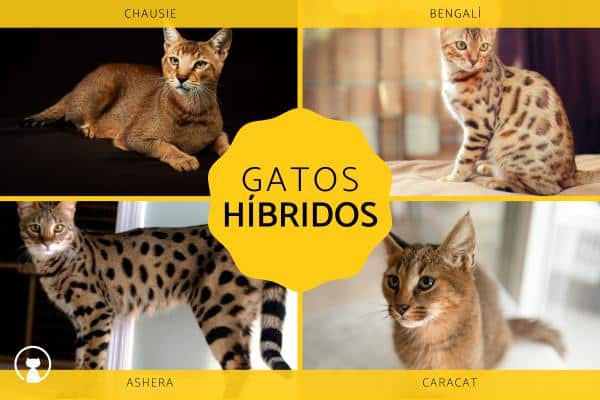 races de chats hybrides