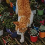 5 plantes à fleurs sans danger pour les chats