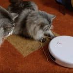 Examen PetSafe® de Frolicat® avec les jouets Teaser pour chat de Zaza et Kiki