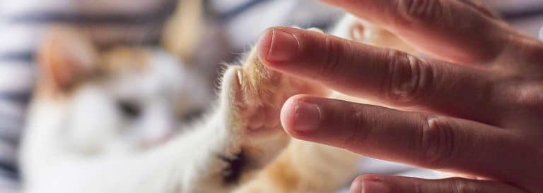 International Cat Care lance trois nouveaux cours sur le comportement félin