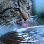 Combien de temps les chats peuvent-ils vivre sans eau ?  Tout savoir sur la déshydratation chez le chat
