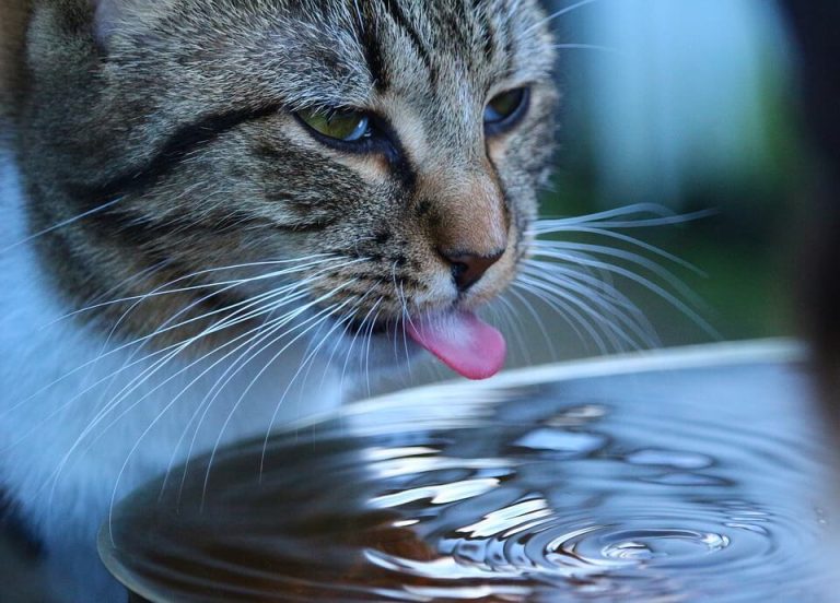 Combien de temps les chats peuvent-ils vivre sans eau ? Tout savoir sur la déshydratation chez le chat