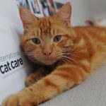 Récompenses annuelles internationales de soins aux chats de Charity Mews Katzenworld