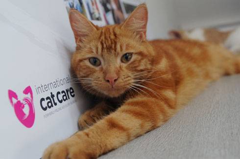Charity Mews: Katzenworld @ Annual International Cat Care Awards