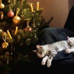 Trucs et astuces : Chats et sapins de Noël
