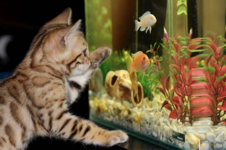 Comment s'occuper des poissons et des chats en toute sécurité dans la même maison