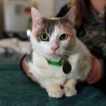 La micropuce devient obligatoire pour les chats au Royaume-Uni : les dernières informations