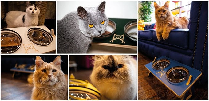 Le Bol Kitty de Kitty-Café : Une Innovation Révolutionnaire pour les Amoureux des Chats.