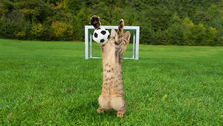chat qui joue au foot