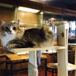Les Bienfaits d'un Café Pour Chats : Découvrez ce Qu'il Peut Faire Pour Votre Animal !