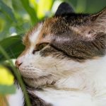 Les chats domestiques Felis Catus : découvrez comment ils reconnaissent leur nom parmi les autres mots