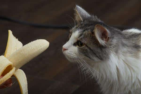 Les chats peuvent-ils manger de la banane ?  - Les bananes sont-elles bonnes pour les chats ?
