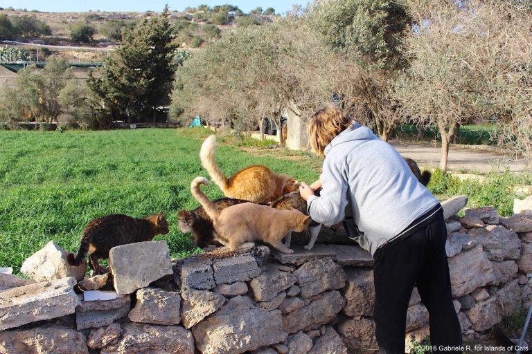Cat Island : un livre unique consacré au travail des gardiens de chats errants dans les îles maltaises
