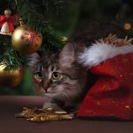 new_years_eve_cat_gifts_christmas_decorations_christmas_tree_ball_hanging_on_a_christmas_tree_red-1271284.jpg