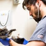 WSAVA demande que les cliniques vétérinaires soient classées comme « entreprises essentielles » à l'échelle mondiale