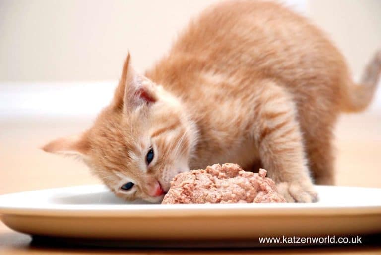 Trucs et astuces : Manger sainement : cette édition pour chat