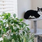 Chats en appartement : comment préparer un appartement pour un chat d'intérieur