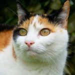Pourquoi les Chats Tricolores sont-ils souvent des Femelles ?