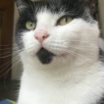 RSPCA révèle la lutte contre la relocalisation estivale des chats pour la Journée internationale du chat 2018