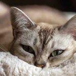 6 façons simples et gratuites d'aider les chats localement
