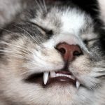 Sourire en santé : découvrez les soins dentaires pour animaux de compagnie