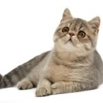 Tout ce que vous devez savoir sur les chats exotiques : caractéristiques, images et informations