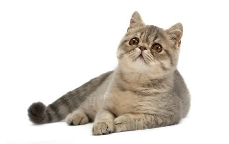 Tout ce que vous devez savoir sur les chats exotiques : caractéristiques, images et informations
