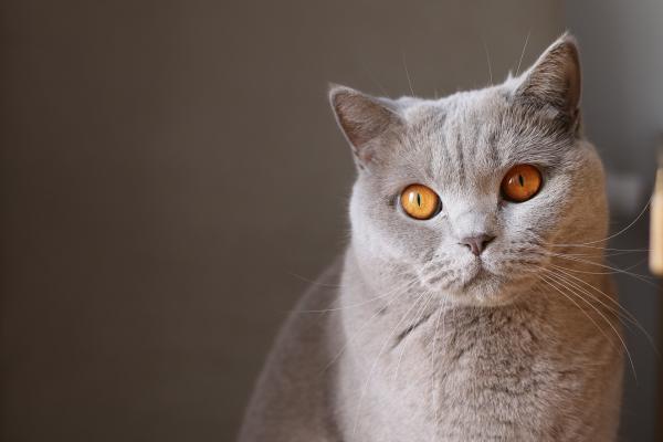 Noms pour chats gris - Noms pour chats femelles gris