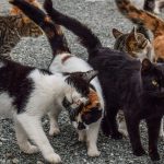 COVID-19 : Conseils pour ceux qui participent au TNR et/ou nourrissent les populations de chats errants pendant la crise du coronavirus