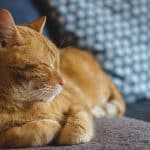 Une nouvelle approche de l'intervention de bien-être pour les ménages multi-chats problématiques