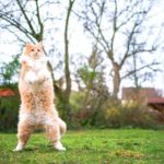 Les chats se tiennent debout sur leurs pattes arrière : pourquoi le font-ils ?