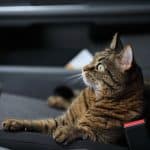 Gardez votre chat en sécurité dans la voiture