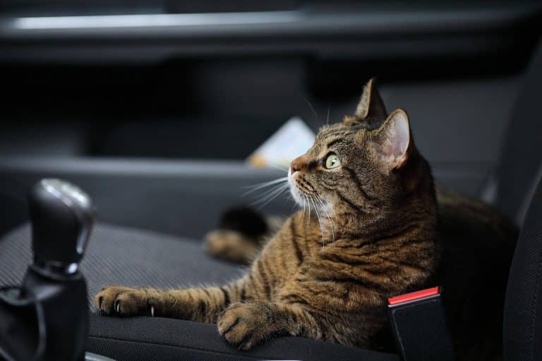 Gardez votre chat en sécurité dans la voiture