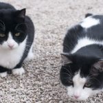 Noms de chat de smoking noir et blanc - Mes chats et moi