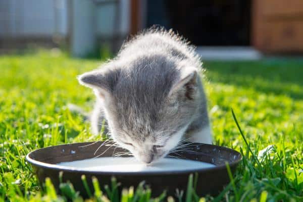 Le lait est-il bon pour les chats ?  - Peut-on donner du lait à un chat d'un mois ?