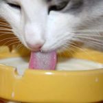 Bénéfices pour la santé des chats : le lait est-il une bonne option ?