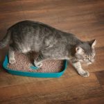 Comment soulager la constipation chez le chat : symptômes et solutions efficaces