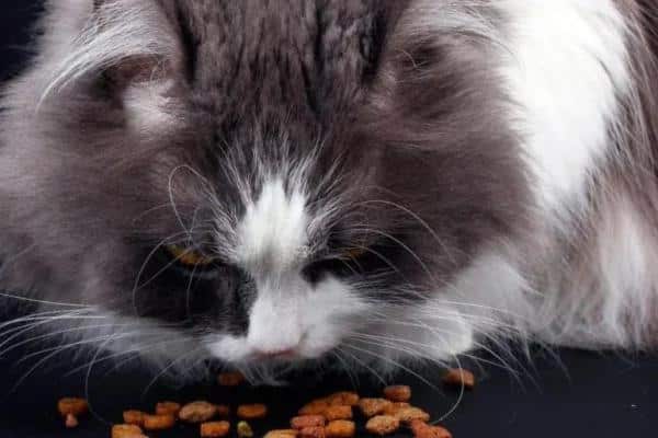 Constipation chez le chat : symptômes et que faire - Traitement de la constipation chez le chat