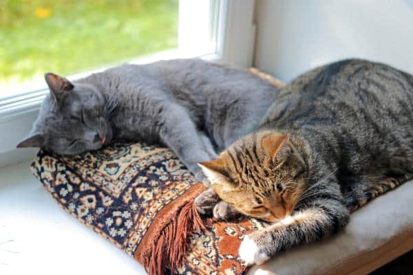 Anxiété de séparation chez le chat : symptômes et traitement - Qu'est-ce que l'anxiété de séparation chez le chat ?