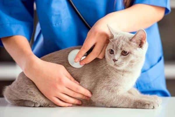 Colite chez le chat : traitement et symptômes - Diagnostic de la colite chez le chat