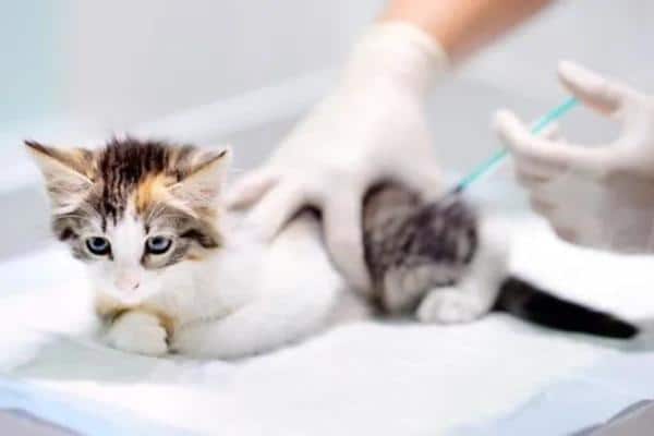 Colite chez le chat : traitement et symptômes - Traitement de la colite chez le chat 