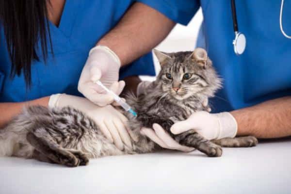 Fibrosarcome félin : symptômes, traitement et espérance de vie - Causes du fibrosarcome chez le chat