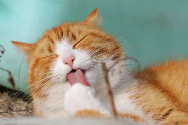 A quoi ressemble la langue d'un chat - Fonctions de la langue du chat
