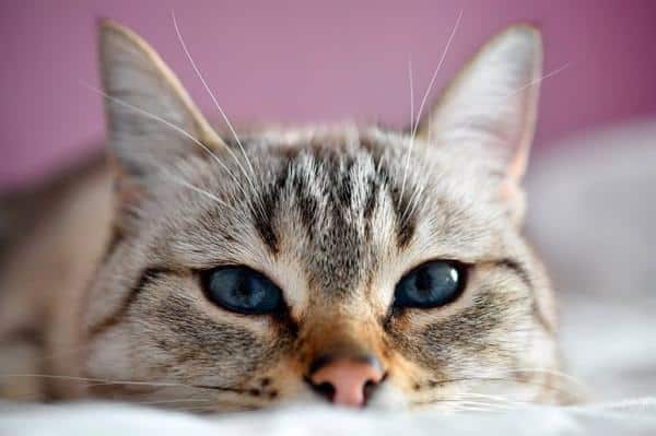 Herbe à chat: qu'est-ce que c'est, ses utilisations et ses propriétés - Comment obtenir de l'herbe à chat