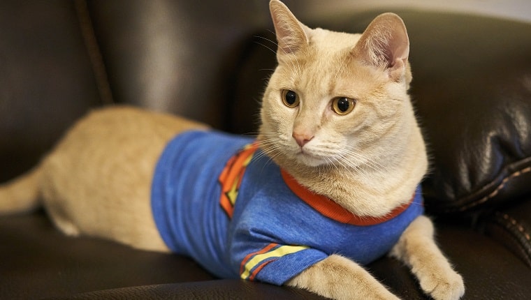 T-shirt Chat dans Superman