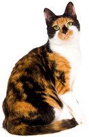 Les chats calico : Une histoire d'amour entre mes chats et moi