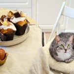 Les chats peuvent-ils manger du chocolat ? Une analyse des dangers et des avantages