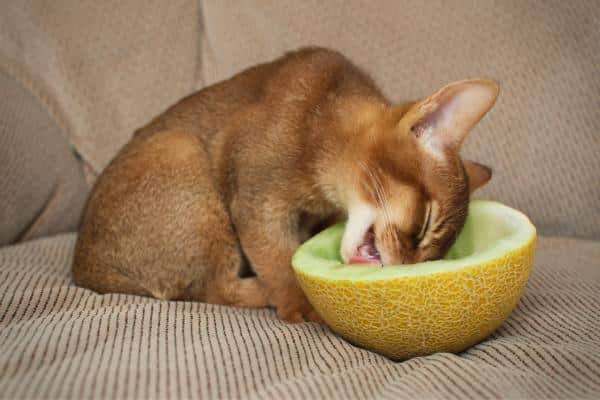 Les chats peuvent-ils manger du melon ?  - Le melon est-il bon pour les chats ?