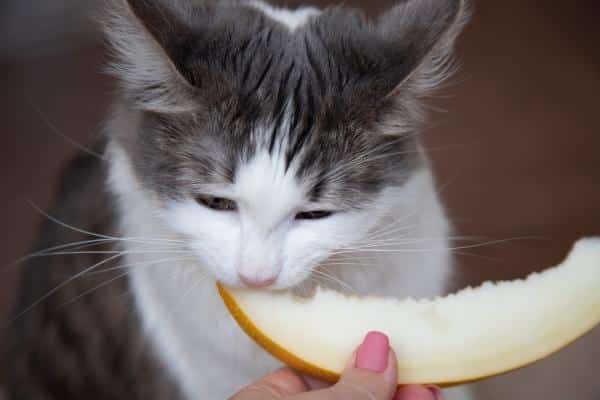 Les chats peuvent-ils manger du melon ?  - Dose de melon pour chat